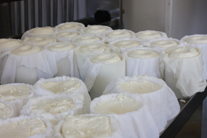 Queso de Tronchon