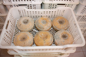 Queso de Tronchon